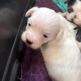 Lucy - Parti female Maltipoo puppy in Lawrenceburg, Tennessee from LUV Poodles and Maltipoos