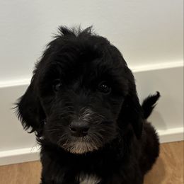 Oscar - Black male Goldendoodle puppy in Auburn, Indiana from Martin’s Doodles