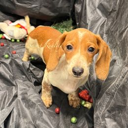 Rusty - Red male Dachshund puppy in Ft Dodge, Iowa from Secret Reality