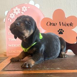 Fathers Day Ready Lime Green - Black and tan female Black and Tan Coonhound puppy in Pueblo, Colorado from BT Coonhound