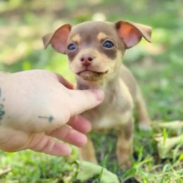 Little Lavender - Chocolate blue female Chihuahua puppy in Alvord, Texas from Gift of Gods Favor