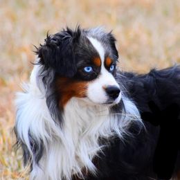 Miniature Australian Shepherds and Toy Australian Shepherds from A2A Aussies