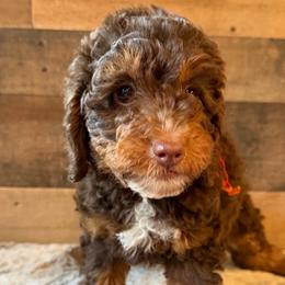 Orange collar - Phantom female Goldendoodle puppy in San Augustine, Texas from Vintage Doodles