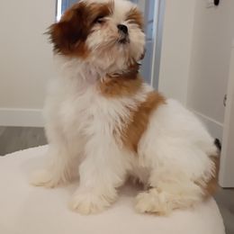 Ginger - Red and white female Shih Tzu puppy in Paradise, California from Richview Shihtzu
