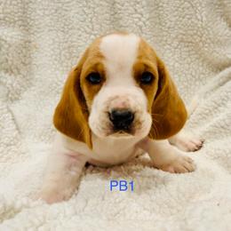 PB1 - Red and white male Basset Hound puppy in Britton, South Dakota from K&S Canines
