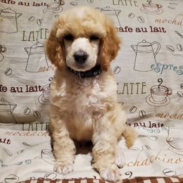 Latte - Cream male Poodle puppy in Lubbock, Texas from Hidden Gems