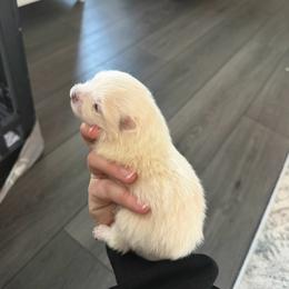 Sally - White female Pomeranian puppy in Cheektowaga, New York from Luxe Legacy Pomeranians