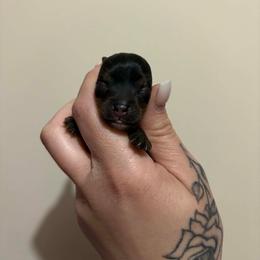 Sammy - Black and tan male Yorkshire Terrier puppy in Georgia from Nalley Kennels