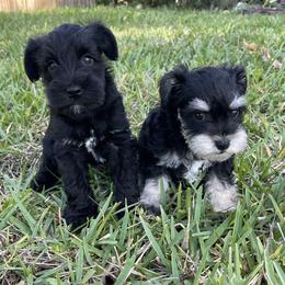 Miniature Schnauzer Puppies from Miniature Schnauzer Paradise llc