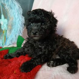 Lyka - Silver female Poodle puppy in Blanch, North Carolina from Faithful Hearts Kennel