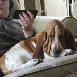Ginger - Basset Hound