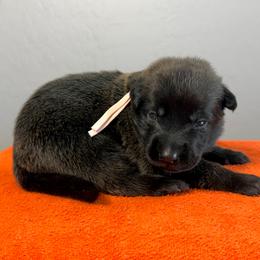 Cara (Light Pink) - Black sable female Belgian Malinois puppy in Buckeue, Arizona from Légende Vivante Du Chief Kennel