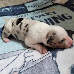 Mallie - Blue merle female Border Collie puppy in Morgan, Texas from Shooting Star Ranch