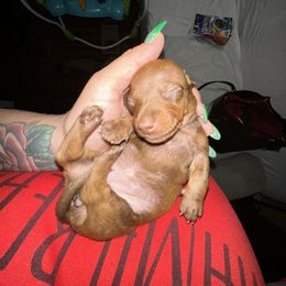 Dachshund Puppies from Autumns Dachshunds