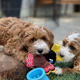 Australian Labradoodle Puppies from Cascade Canyon Labradoodles