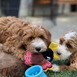 Australian Labradoodle Puppies from Cascade Canyon Labradoodles