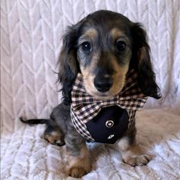 Clooney - Sable male Dachshund puppy in Wichita, Kansas from Rustic Dachshunds