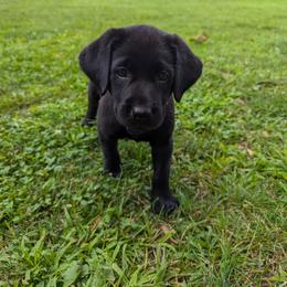 Labrador Retriever Puppies from Creekside Canines