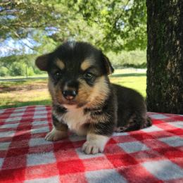 I'm a little bear - Black and tan male Pembroke Welsh Corgi puppy in Tennessee from Voneida Collies & Corgis