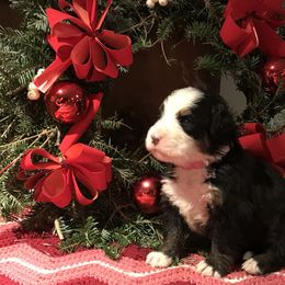 Bernese Mountain Dog Puppies from Stone Hill Farm
