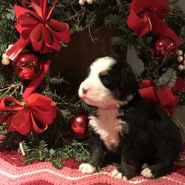 Bernese Mountain Dog Puppies from Stone Hill Farm