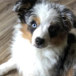 Miniature Australian Shepherds and Toy Australian Shepherds from Janel's Mini & Toy Aussies