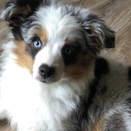 Miniature Australian Shepherds and Toy Australian Shepherds from Janel's Mini & Toy Aussies