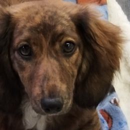 Dachshunds and Shih Tzus from Wulff's East LA Puppies