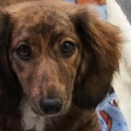 Dachshunds and Shih Tzus from Wulff's East LA Puppies
