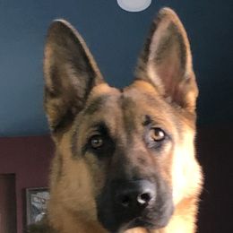 Yara - German Shepherd