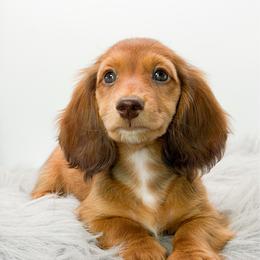 Pete - Red male Dachshund puppy in Moses Lake, Washington from Evergreendox Dachshunds