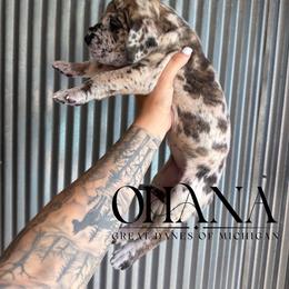 Medusa - Brindle female Great Dane puppy in Michigan from Ohana Great Danes of Michigan
