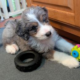 Aussiedoodle Puppies from Ridgeview Aussiedoodles