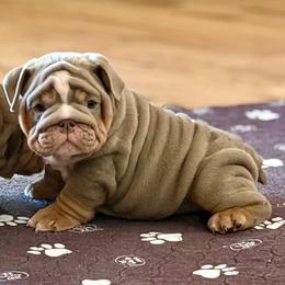 Stan - Lilac tri-color male Bulldog puppy in Hernando, Mississippi from Blues City Bulldogs