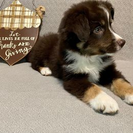 Miniature Australian Shepherd Puppies from Arch Hill Mini Aussies