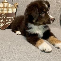 Miniature Australian Shepherd Puppies from Arch Hill Mini Aussies