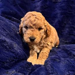 Samuel - Apricot male Goldendoodle puppy in Bucyrus, Missouri from Hill Top Pomskies