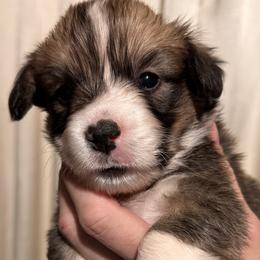 Boy 4 - male Pembroke Welsh Corgi puppy in Noti, Oregon from Solstice Farm Corgis
