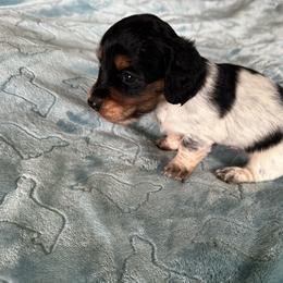 Lightning - Black male Dachshund puppy in Wolf Lake, Indiana from Canisteo Dachshunds