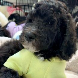 Brunello Blue - Silver male Poodle puppy in Stuart, Florida from AKC/Excellent + Good OFA Sweet Delightful Poodles