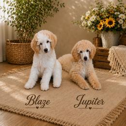 Jupiter - Cream male Poodle puppy in Cleburne, Texas from Lone Star Standard Poodles LLC