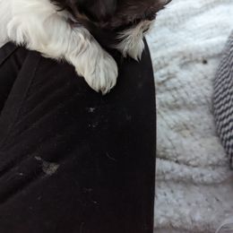 Shih Tzu Puppies from We Shih Tzu Not!