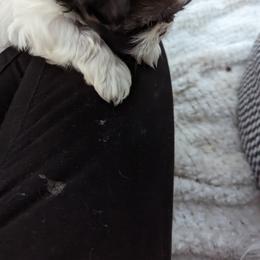 Shih Tzu Puppies from We Shih Tzu Not!
