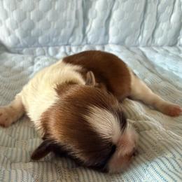 Journey - Brindle and white male Shih Tzu puppy in Orlando, Florida from Jenny's Shih Tzus
