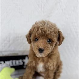 Oatmeal - Cafe au lait male Poodle puppy in Florida from Adorable Toy-Miniature Poodles
