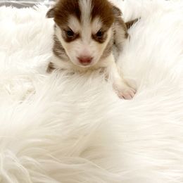 Siberian Husky Puppies from Vixen Siberians
