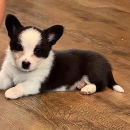 Kissey Kate - Black and white female Cardigan Welsh Corgi puppy in Omaha, Arkansas from DnD Corgis