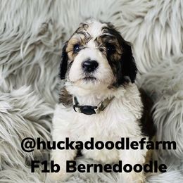 Bernedoodle, Cavapoo, and Goldendoodle Puppies from Huckadoodle Farm