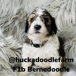 Bernedoodle, Cavapoo, and Goldendoodle Puppies from Huckadoodle Farm