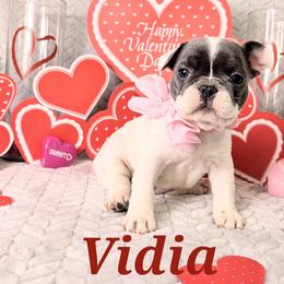 French Bulldog Puppies from JOLYNN Mecham